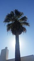 Woman's Club palm tree